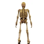 Yokai Skeleton 6 Inches Action Figure with Accessories